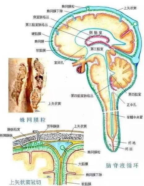 震惊世界:美科学家实验证明 痴呆症元凶竟是睡眠失当