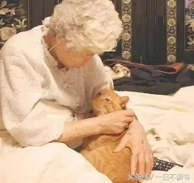 老奶奶过世后 儿子想把她的猫丢掉 却在遗物里看到一封“给猫咪的信” !