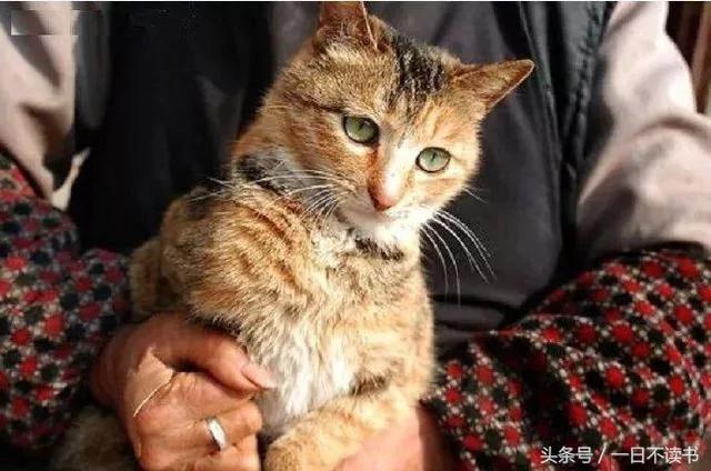 老奶奶过世后 儿子想把她的猫丢掉 却在遗物里看到一封“给猫咪的信” !