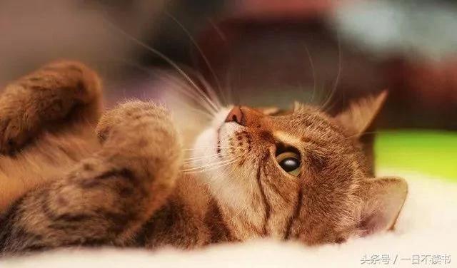 老奶奶过世后 儿子想把她的猫丢掉 却在遗物里看到一封“给猫咪的信” !