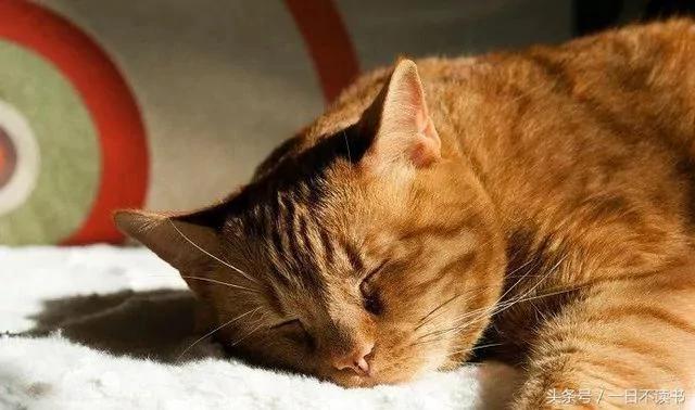 老奶奶过世后 儿子想把她的猫丢掉 却在遗物里看到一封“给猫咪的信” !