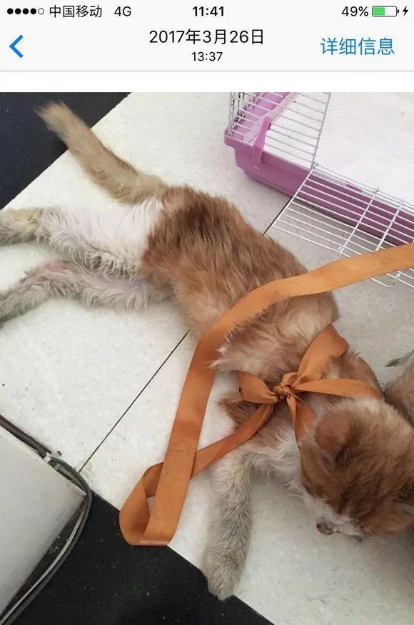 女孩晒自己去年捡的流浪猫 网友大呼夸张:这都养成布偶了!