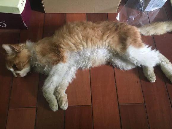 女孩晒自己去年捡的流浪猫 网友大呼夸张:这都养成布偶了!