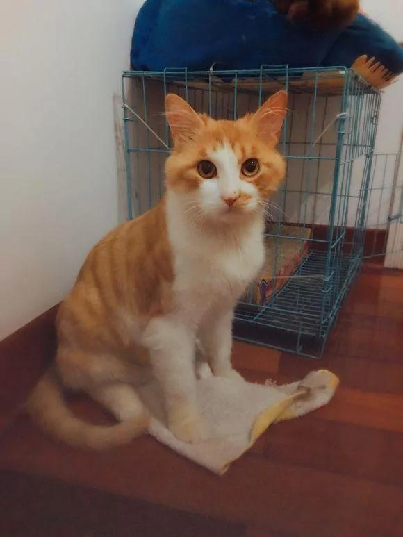 女孩晒自己去年捡的流浪猫 网友大呼夸张:这都养成布偶了!