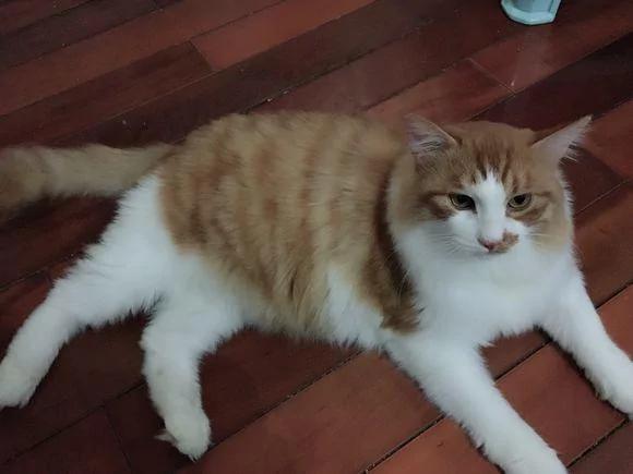 女孩晒自己去年捡的流浪猫 网友大呼夸张:这都养成布偶了!
