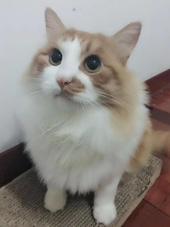女孩晒自己去年捡的流浪猫 网友大呼夸张:这都养成布偶了!