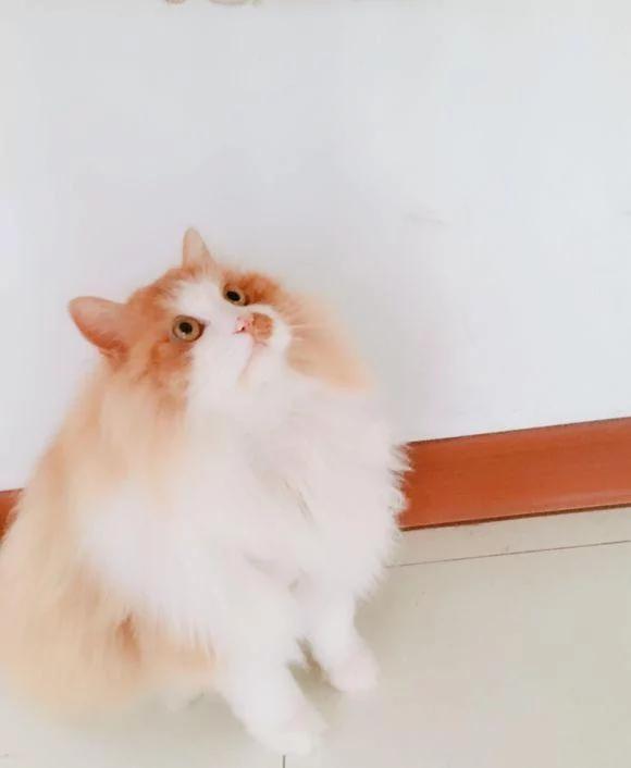 女孩晒自己去年捡的流浪猫 网友大呼夸张:这都养成布偶了!