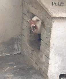 朋友养了一只猛犬 我本不相信 直到靠近狗窝后!