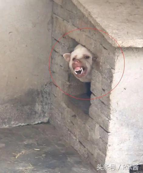 朋友养了一只猛犬 我本不相信 直到靠近狗窝后!