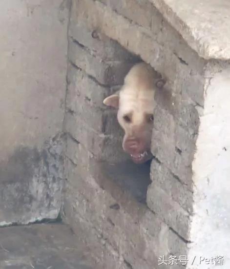 朋友养了一只猛犬 我本不相信 直到靠近狗窝后!