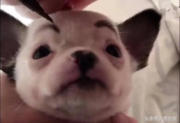 主人给小狗画上眉毛后 萌翻一大片网友!