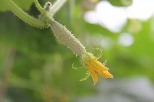 饭前1根小黄瓜 球星不节食3周狂甩6公斤
