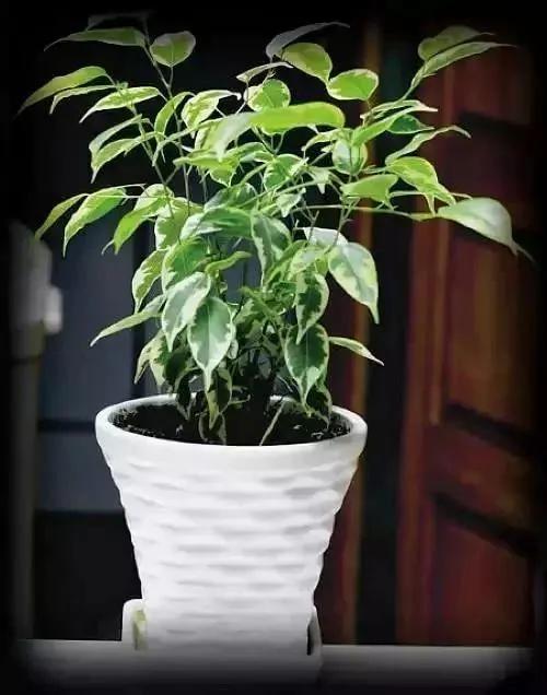 这9种盆栽植物最适合摆在室内 快看你家有吗?