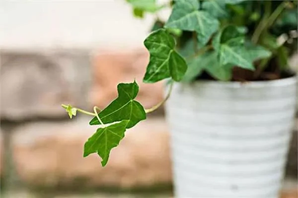 这9种盆栽植物最适合摆在室内快看你家有吗 阿波罗新闻网