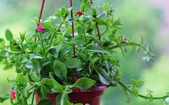 这9种盆栽植物最适合摆在室内 快看你家有吗?