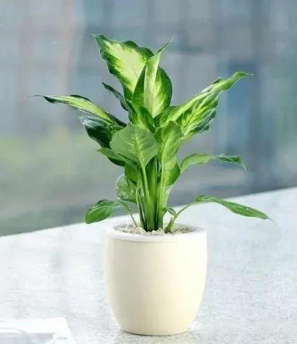 这9种盆栽植物最适合摆在室内 快看你家有吗?