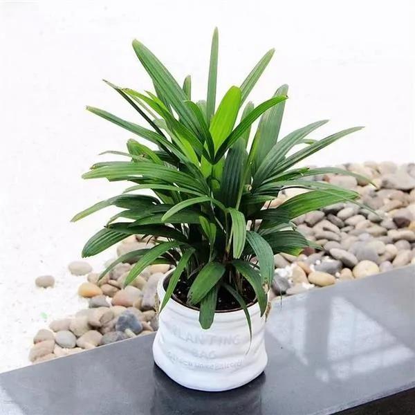 这9种盆栽植物最适合摆在室内 快看你家有吗?