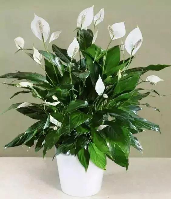 这9种盆栽植物最适合摆在室内 快看你家有吗?