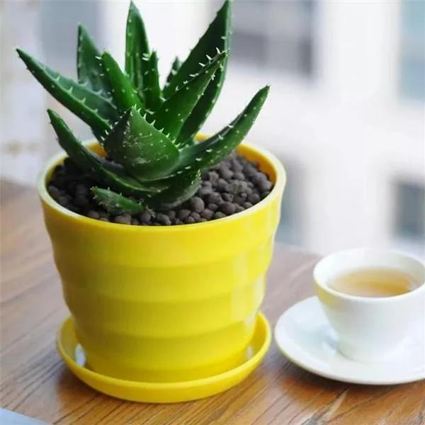 这9种盆栽植物最适合摆在室内 快看你家有吗?