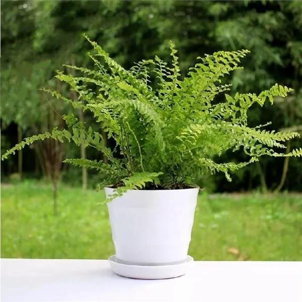 这9种盆栽植物最适合摆在室内 快看你家有吗?