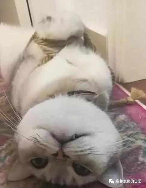 主人将犯错的猫咪绑起来以作惩戒 可接下来它的举动把主人弄得哭笑不得!