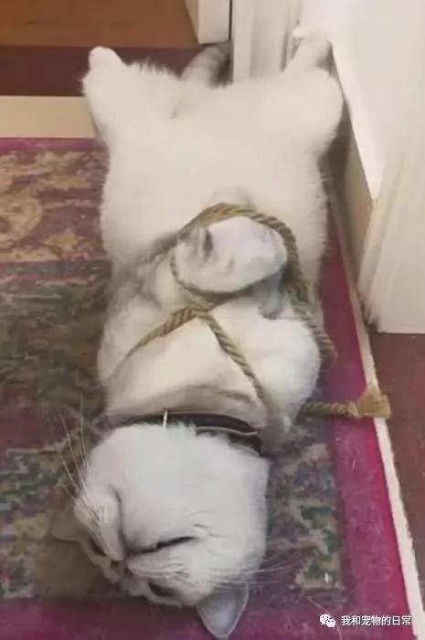 主人将犯错的猫咪绑起来以作惩戒 可接下来它的举动把主人弄得哭笑不得!