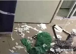 主人将犯错的猫咪绑起来以作惩戒 可接下来它的举动把主人弄得哭笑不得!