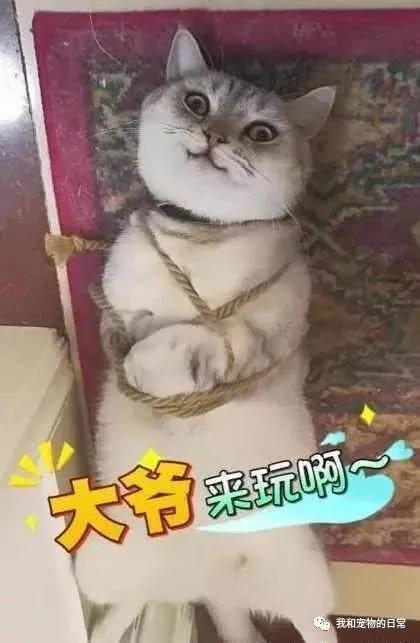 主人将犯错的猫咪绑起来以作惩戒 可接下来它的举动把主人弄得哭笑不得!