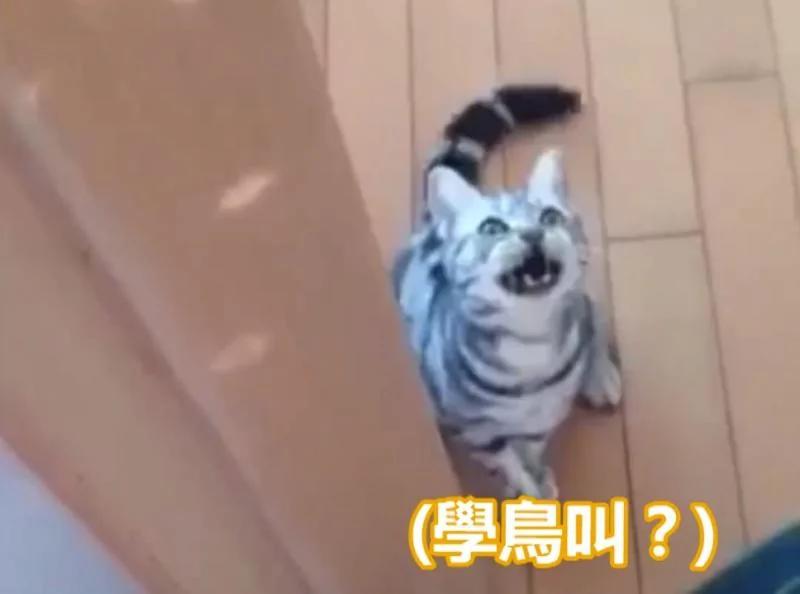 肚子饿不能忍!忘喂罐罐猫咪气到“开口讲话” “好饿~”发音超标准!