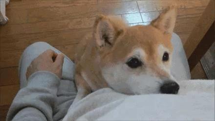 狗狗突然直挺挺往后倒下 这个动作感动了无数人!