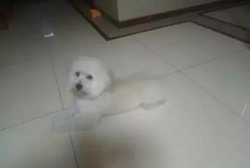狗狗突然直挺挺往后倒下 这个动作感动了无数人!