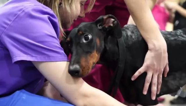 军犬和宠物犬的差距是什么 杜宾犬告诉世界:我们为你挡子弹!