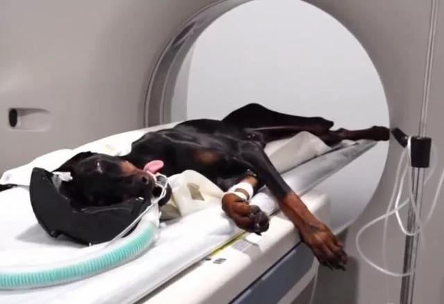 军犬和宠物犬的差距是什么 杜宾犬告诉世界:我们为你挡子弹!