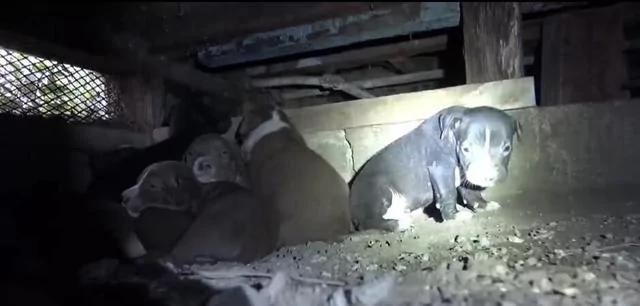 救助流浪比特犬 主动被套项圈后要人跟它走 原因让人感动!