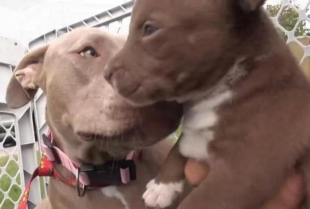 救助流浪比特犬 主动被套项圈后要人跟它走 原因让人感动!