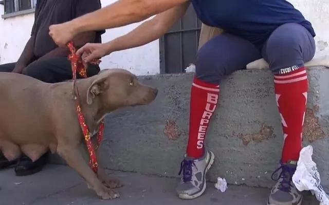 救助流浪比特犬 主动被套项圈后要人跟它走 原因让人感动!