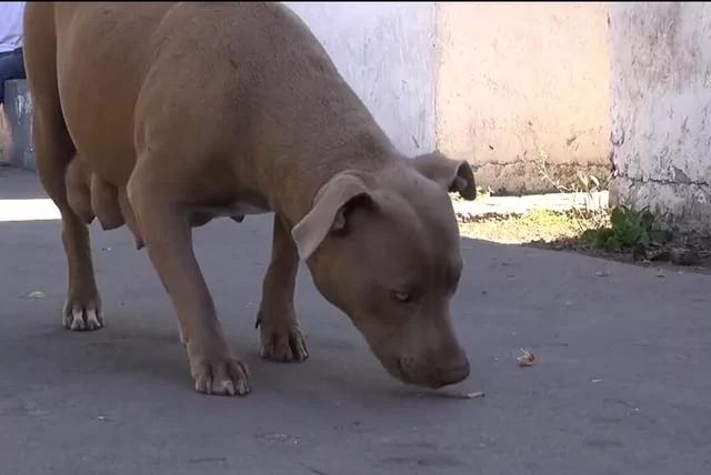 救助流浪比特犬 主动被套项圈后要人跟它走 原因让人感动!