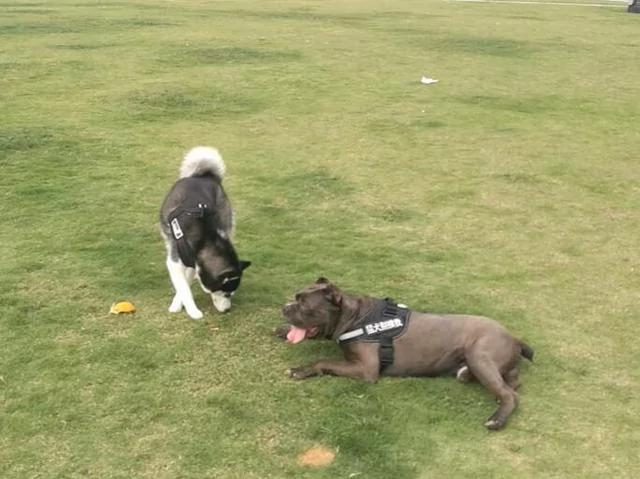 二哈试图再次欺负猛犬 卡斯罗没有套牵引绳 二哈表现笑翻众人!