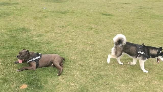 二哈试图再次欺负猛犬 卡斯罗没有套牵引绳 二哈表现笑翻众人!