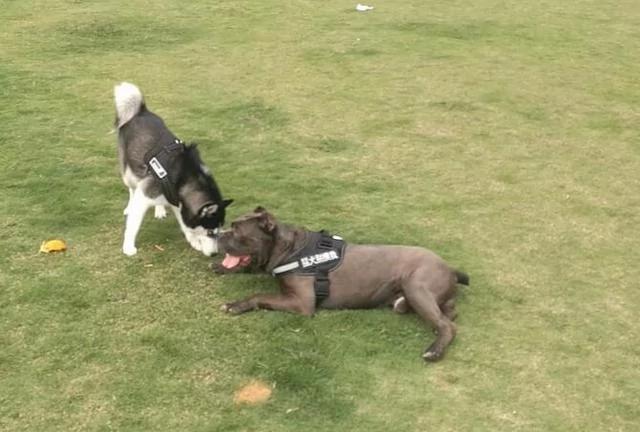 二哈试图再次欺负猛犬 卡斯罗没有套牵引绳 二哈表现笑翻众人!