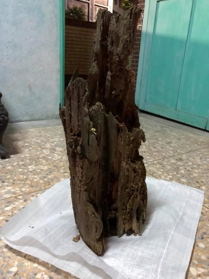 遭白蚁咬10年枯木竟变“济公佛像”!眼尖网友发现“手上还有惊人细节”根本神迹再现!
