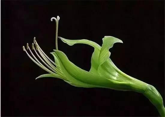 从未见过的怪花!一辈子没见过 给大家看看!