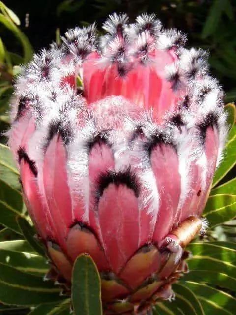 从未见过的怪花!一辈子没见过 给大家看看!