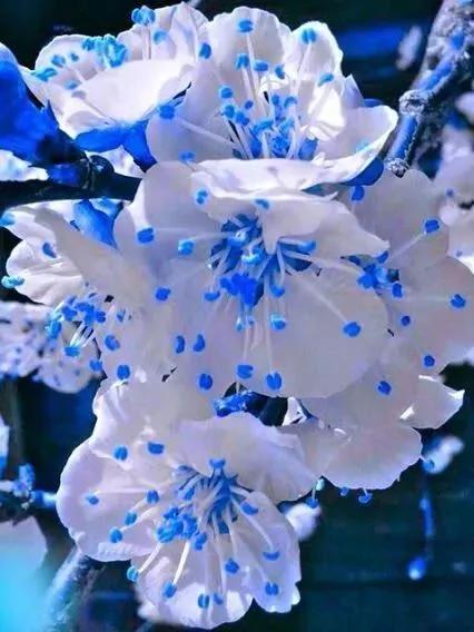从未见过的怪花!一辈子没见过 给大家看看!