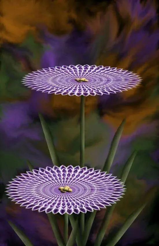 从未见过的怪花!一辈子没见过 给大家看看!
