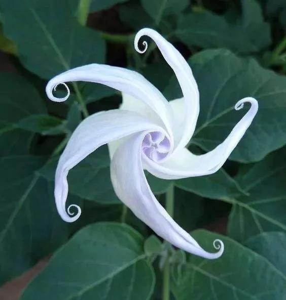 从未见过的怪花!一辈子没见过 给大家看看!