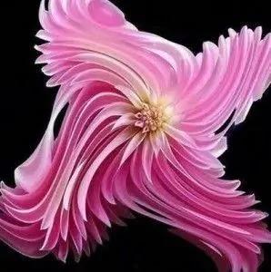 从未见过的怪花!一辈子没见过 给大家看看!