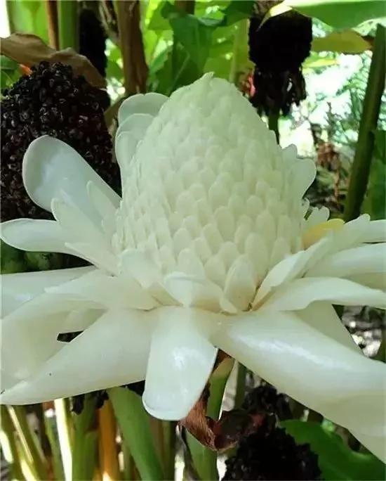 从未见过的怪花!一辈子没见过 给大家看看!