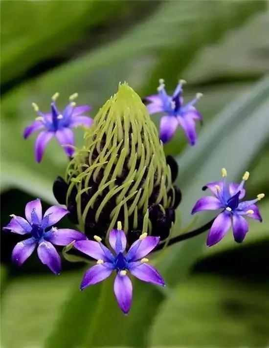 从未见过的怪花!一辈子没见过 给大家看看!