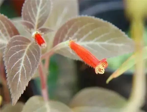 从未见过的怪花!一辈子没见过 给大家看看!